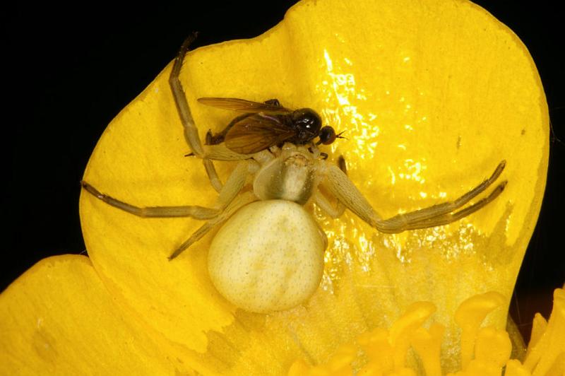 Misumena_vatia_D4932_Z_89_Les Gris_Frankrijk.jpg